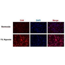 Carbonic Anhydrase IX/CA9 Antibody, DyLight 488, Novus Biologicals 0.1mL;